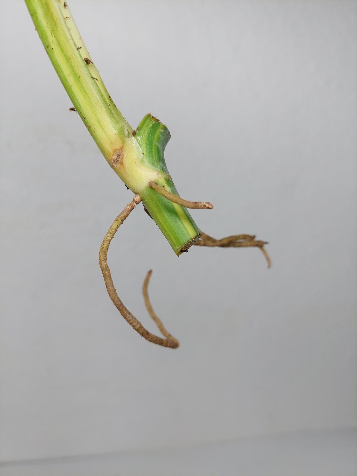 Philodendron Domesticum Variegata Steckling