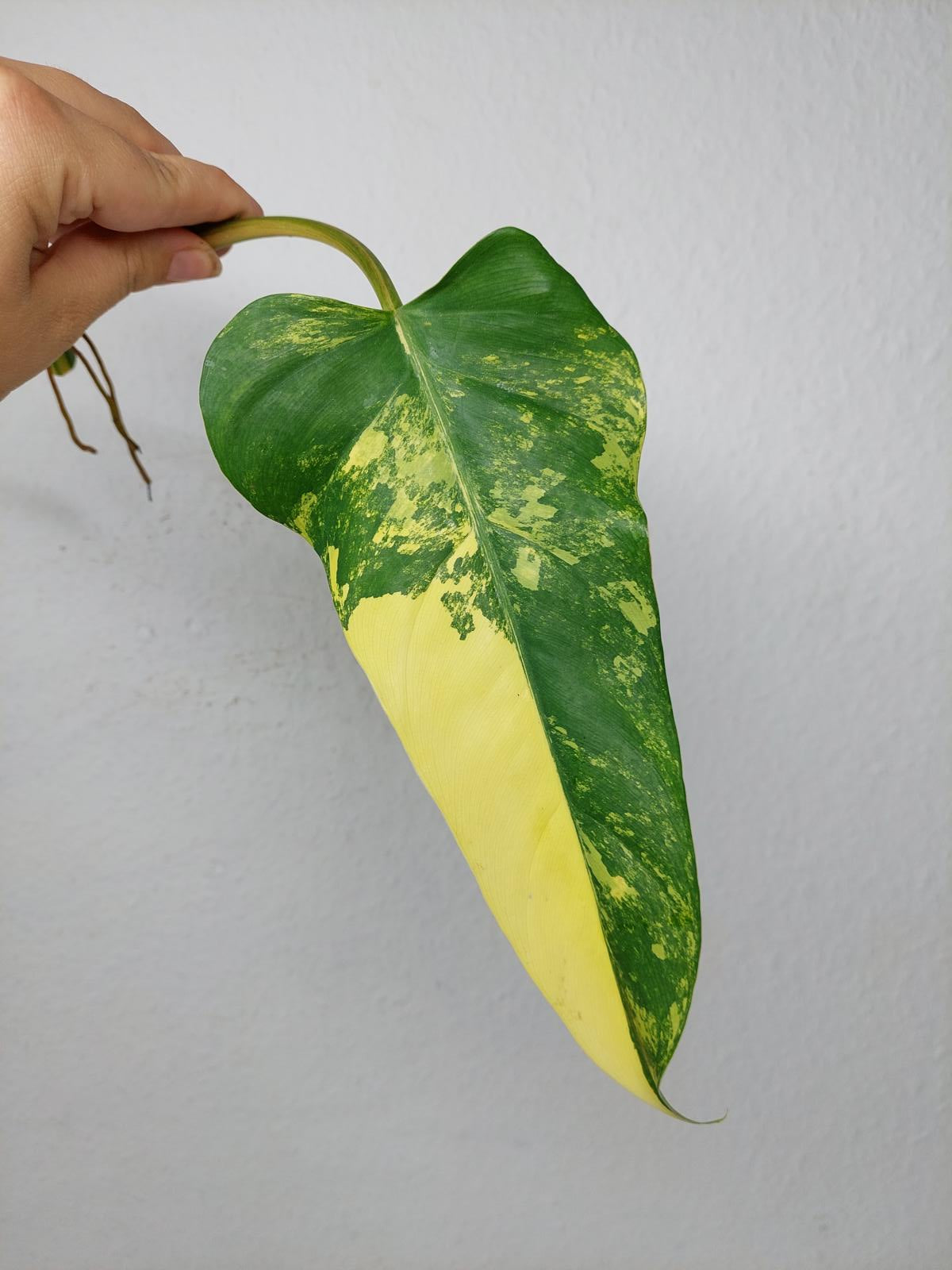 Philodendron Domesticum Variegata Steckling