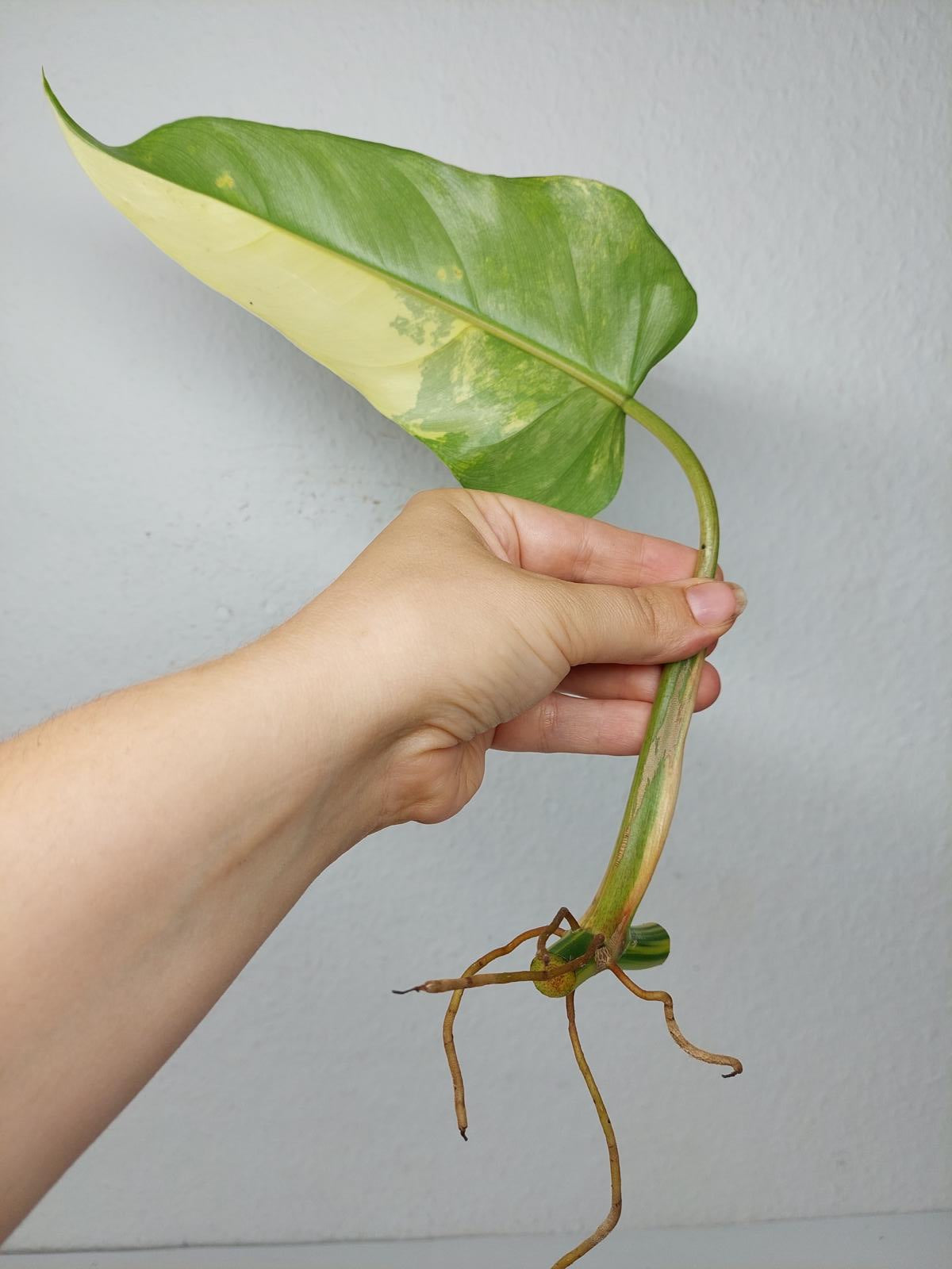 Philodendron Domesticum Variegata Steckling