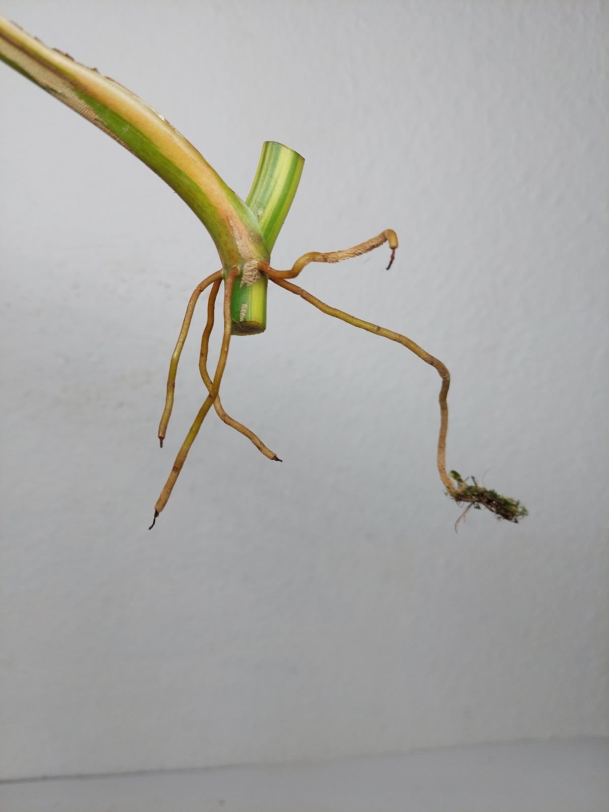 Philodendron Domesticum Variegata Steckling