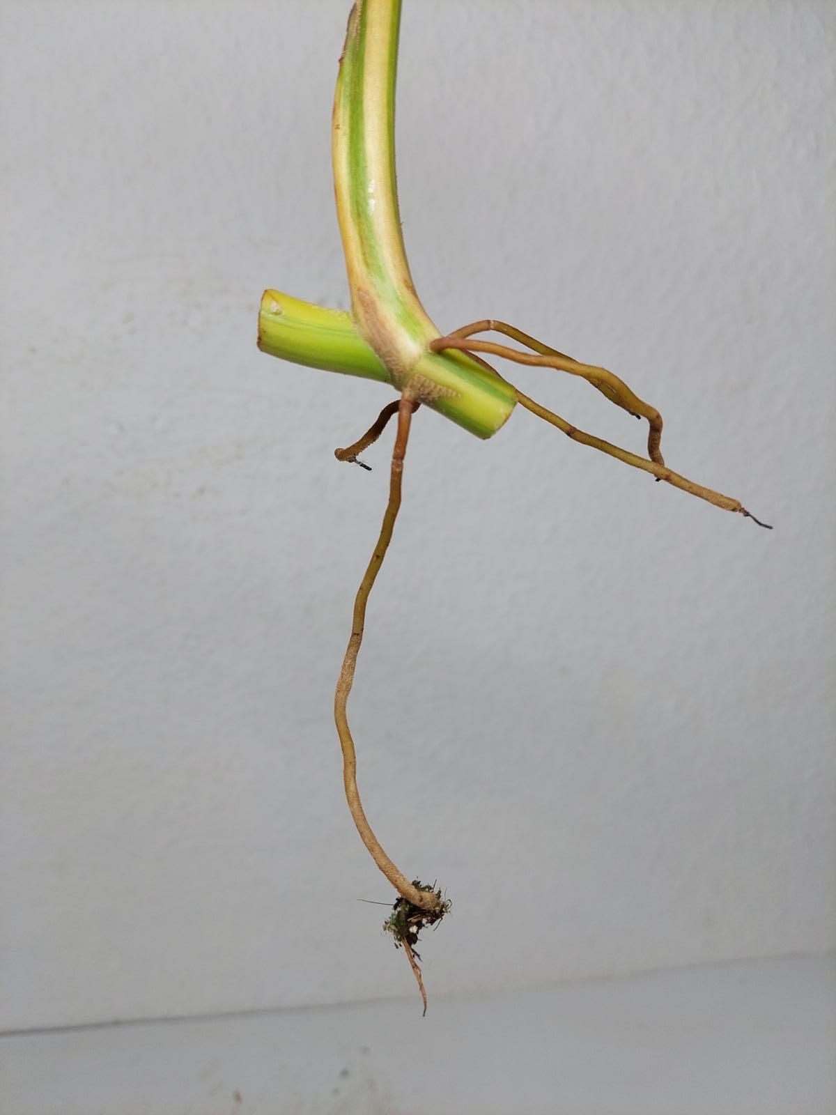 Philodendron Domesticum Variegata Steckling