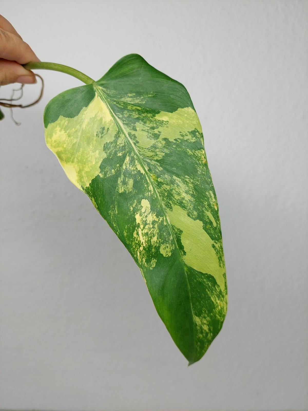 Philodendron Domesticum Variegata Steckling