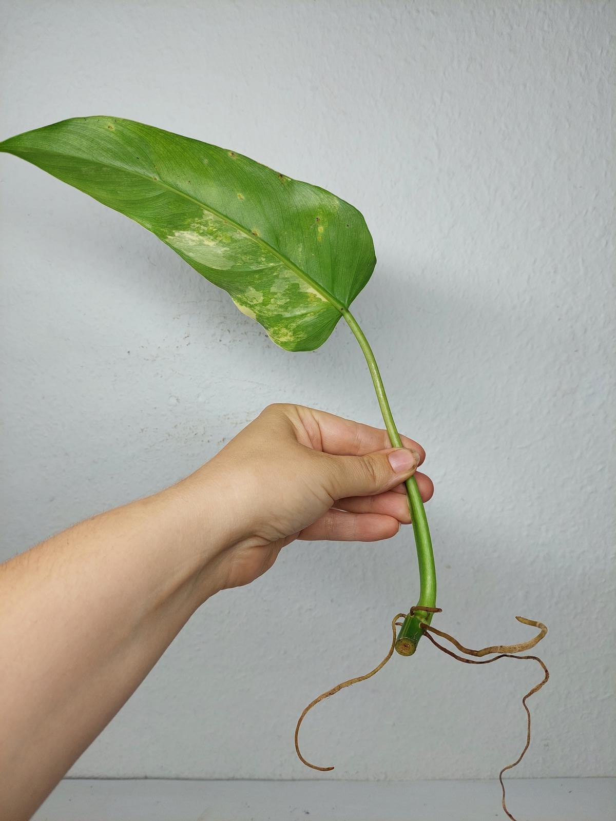Philodendron Domesticum Variegata Steckling