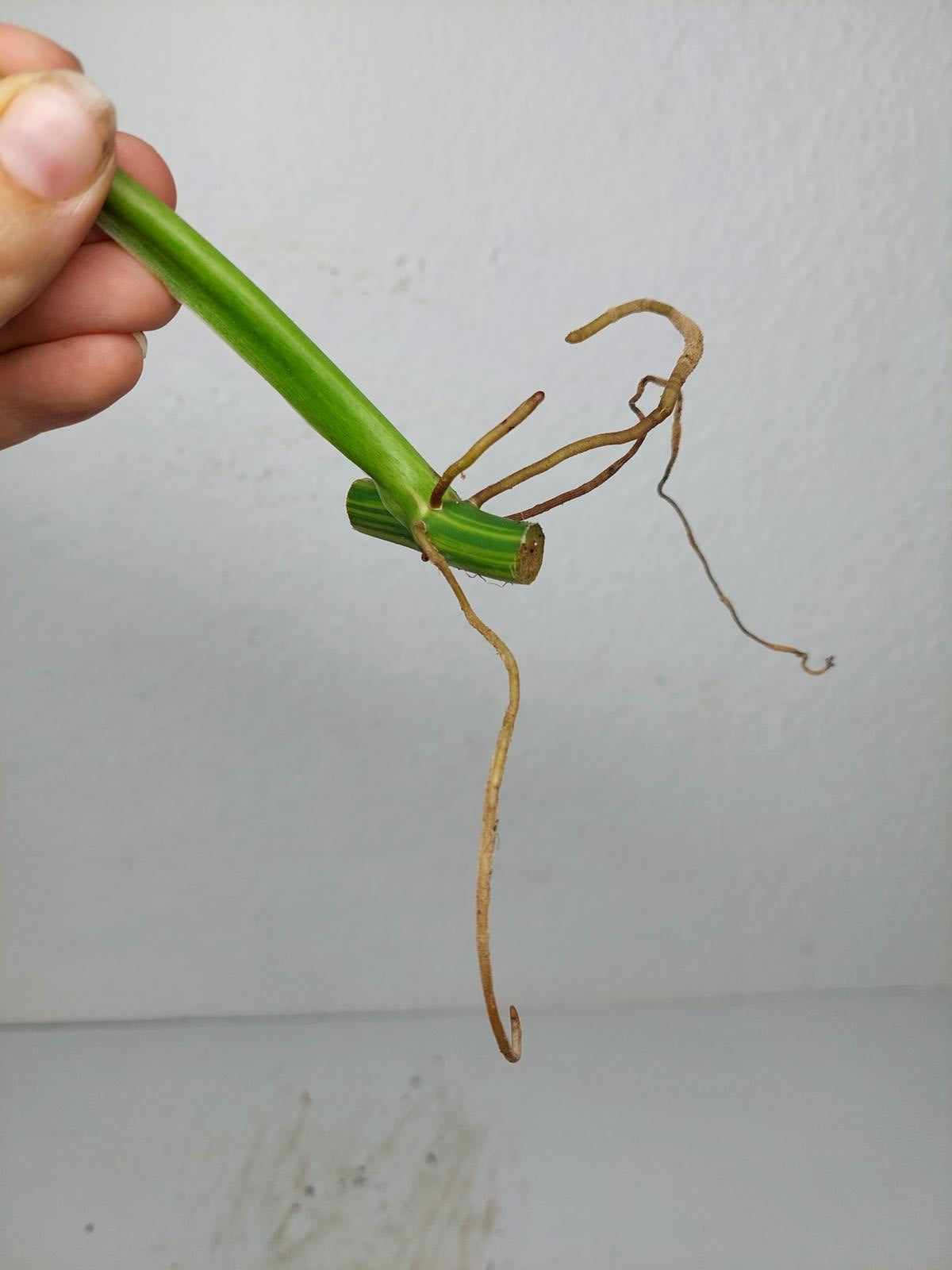 Philodendron Domesticum Variegata Steckling