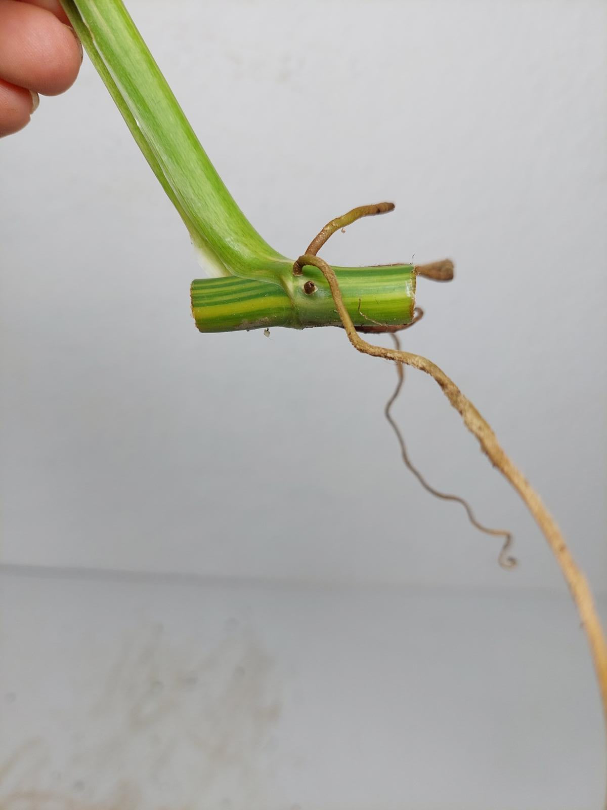 Philodendron Domesticum Variegata Steckling