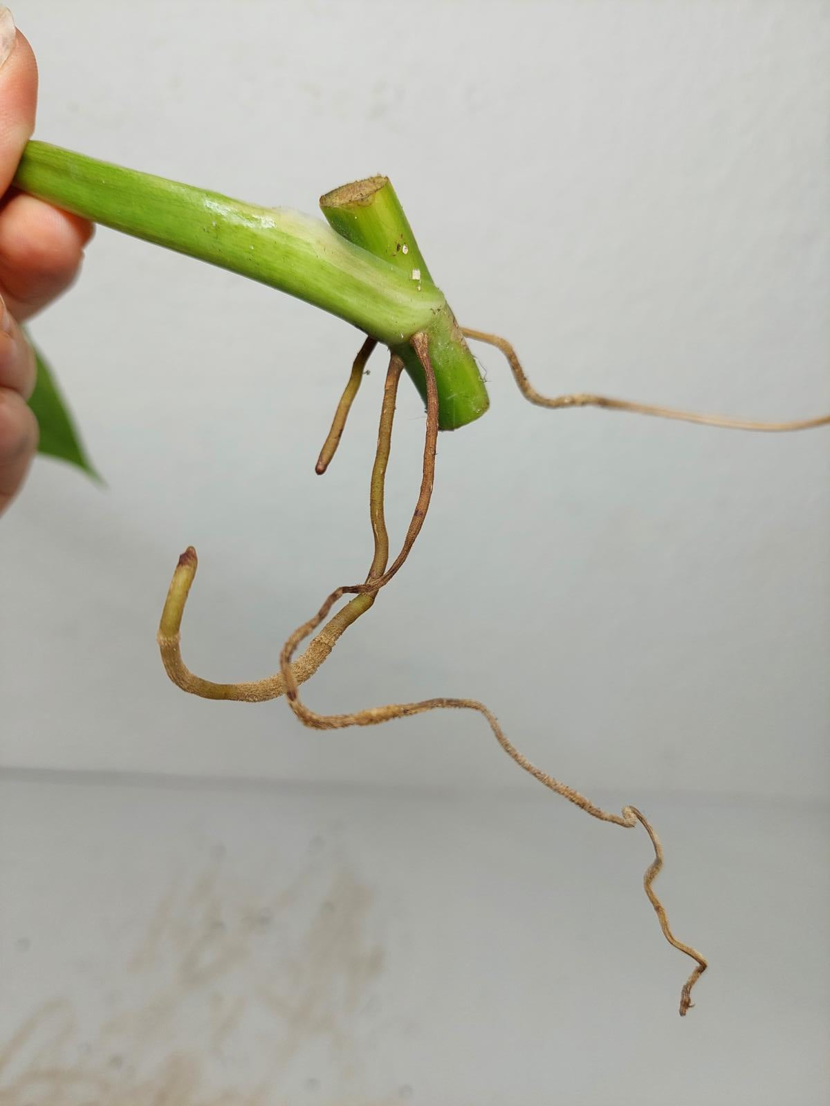 Philodendron Domesticum Variegata Steckling