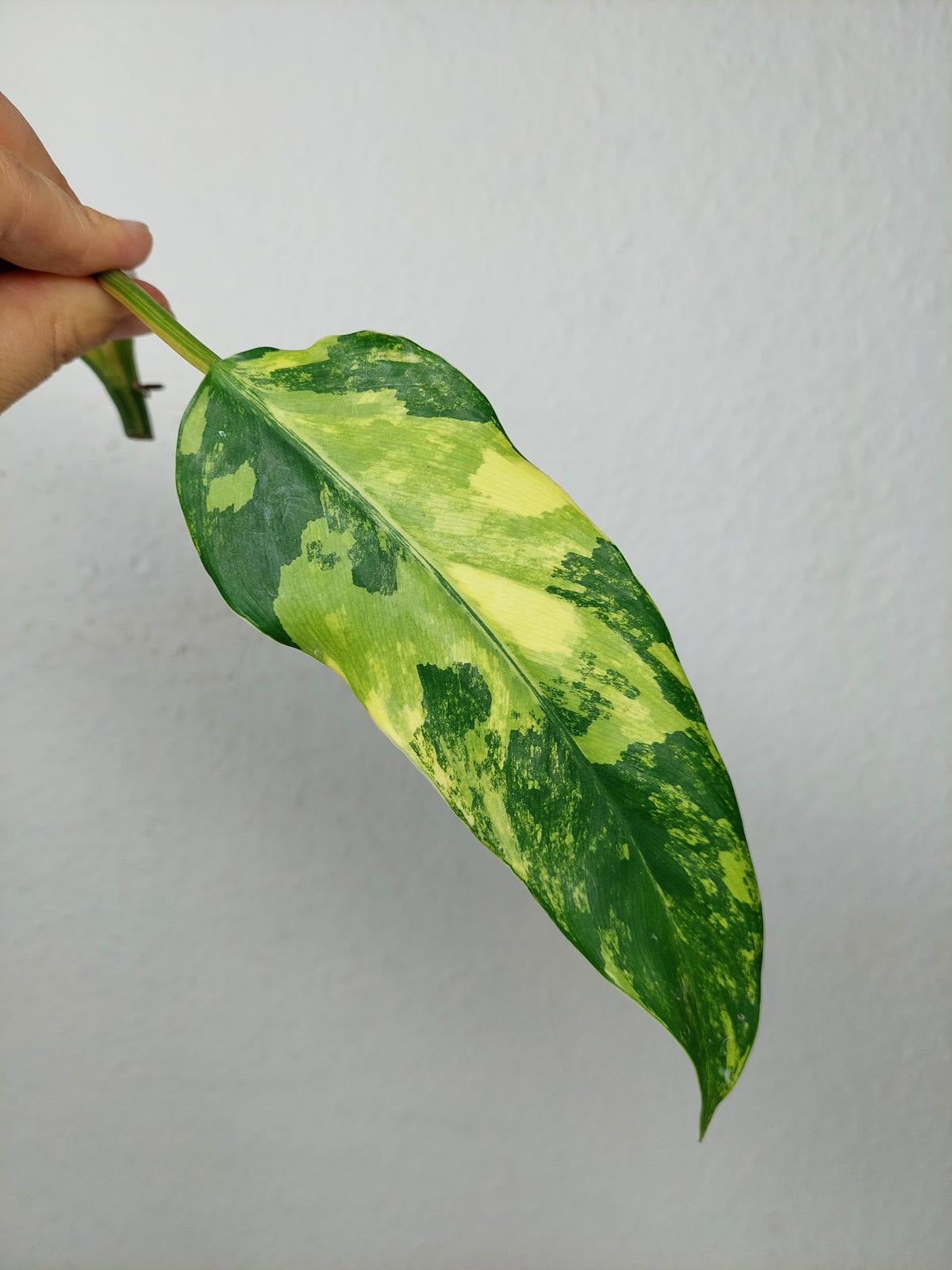 Philodendron Domesticum Variegata Steckling