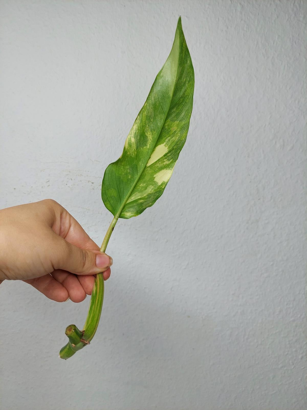 Philodendron Domesticum Variegata Steckling