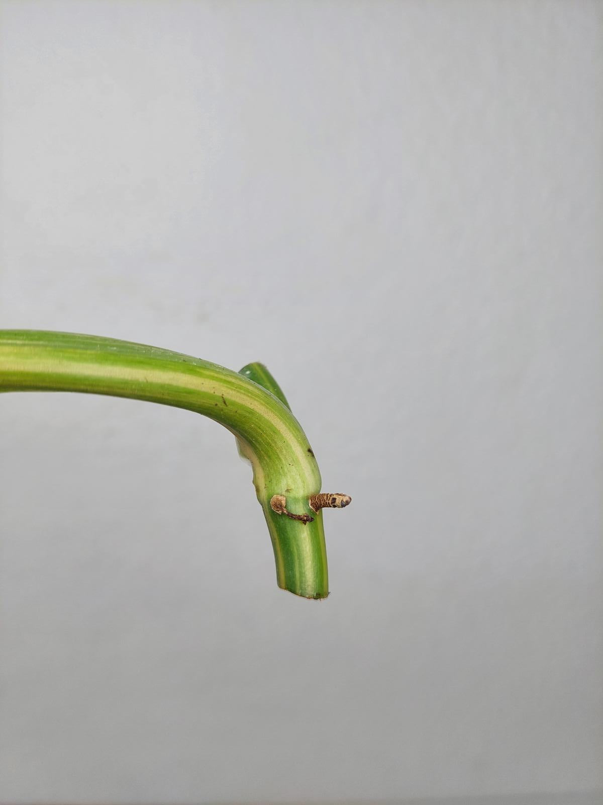 Philodendron Domesticum Variegata Steckling