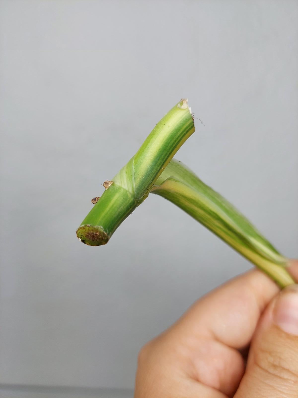 Philodendron Domesticum Variegata Steckling