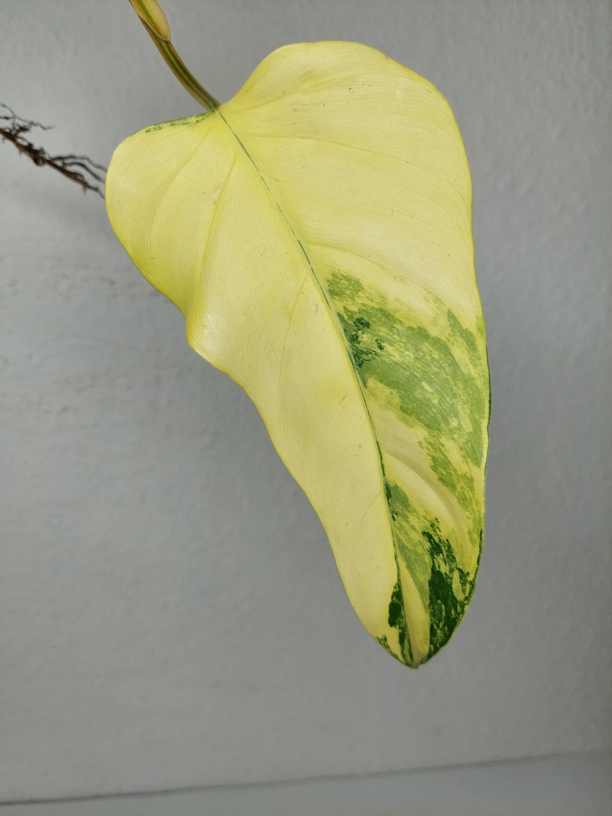 Philodendron Domesticum Variegata Steckling