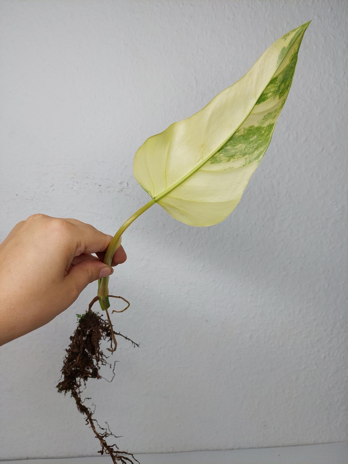 Philodendron Domesticum Variegata Steckling