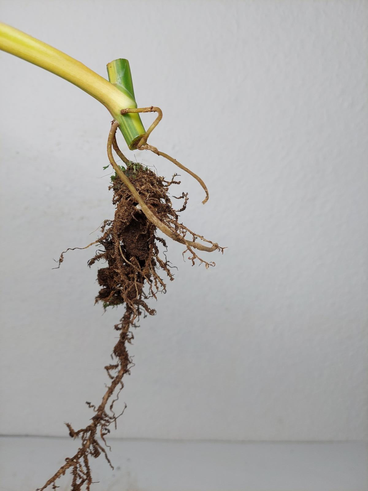 Philodendron Domesticum Variegata Steckling