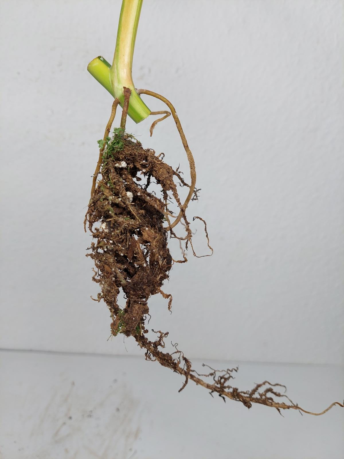 Philodendron Domesticum Variegata Steckling
