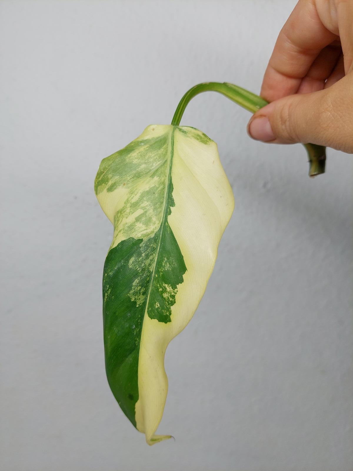 Philodendron Domesticum Variegata Steckling