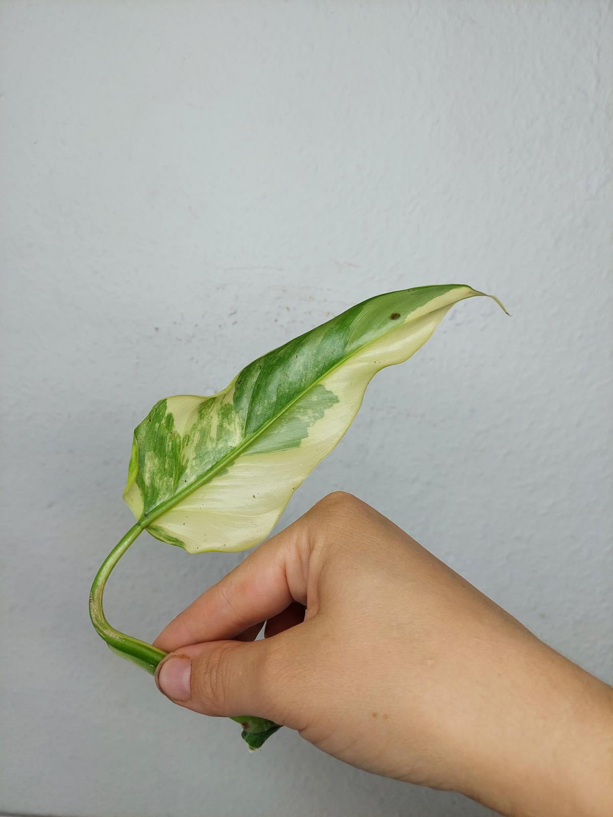 Philodendron Domesticum Variegata Steckling