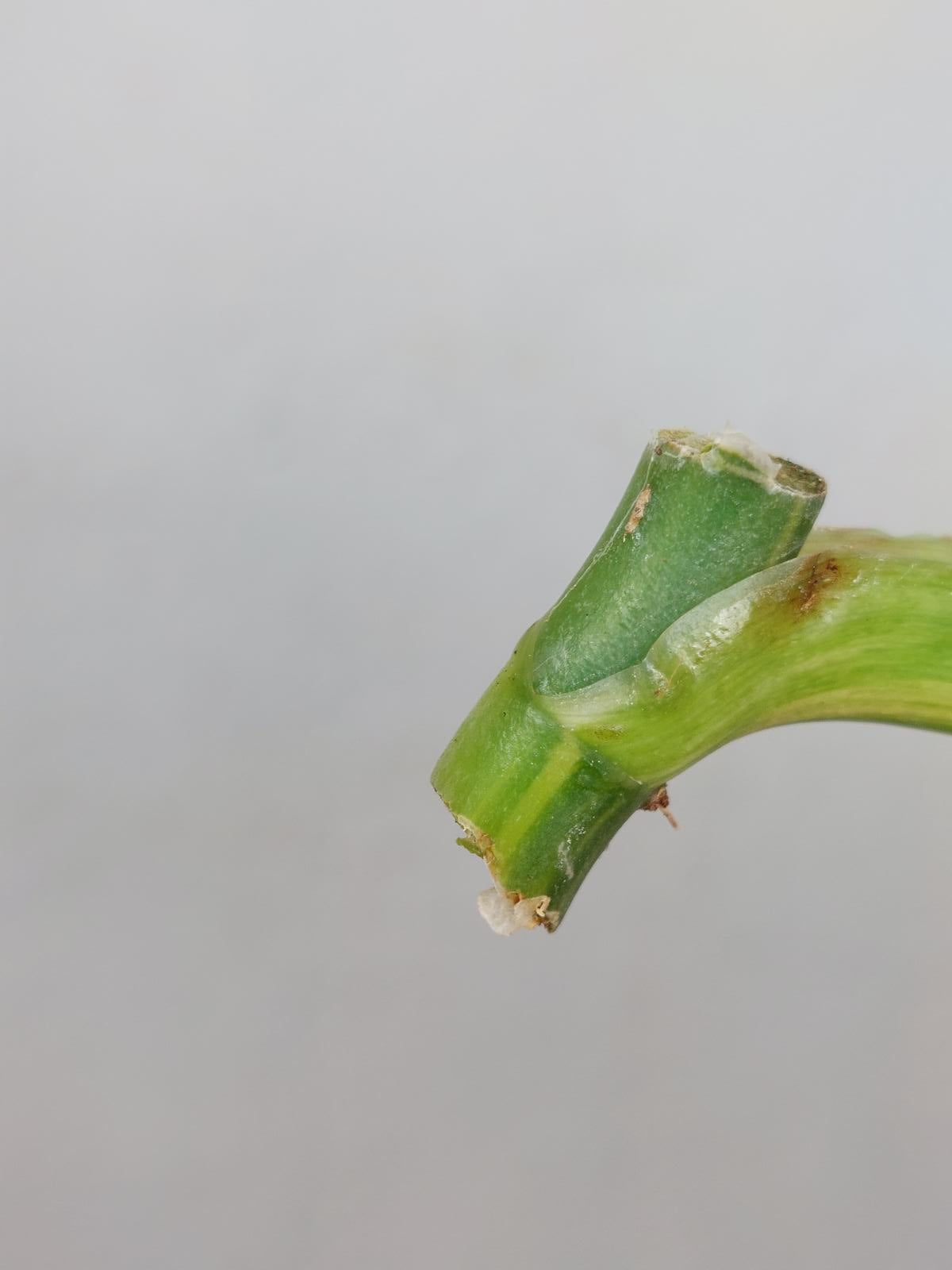 Philodendron Domesticum Variegata Steckling
