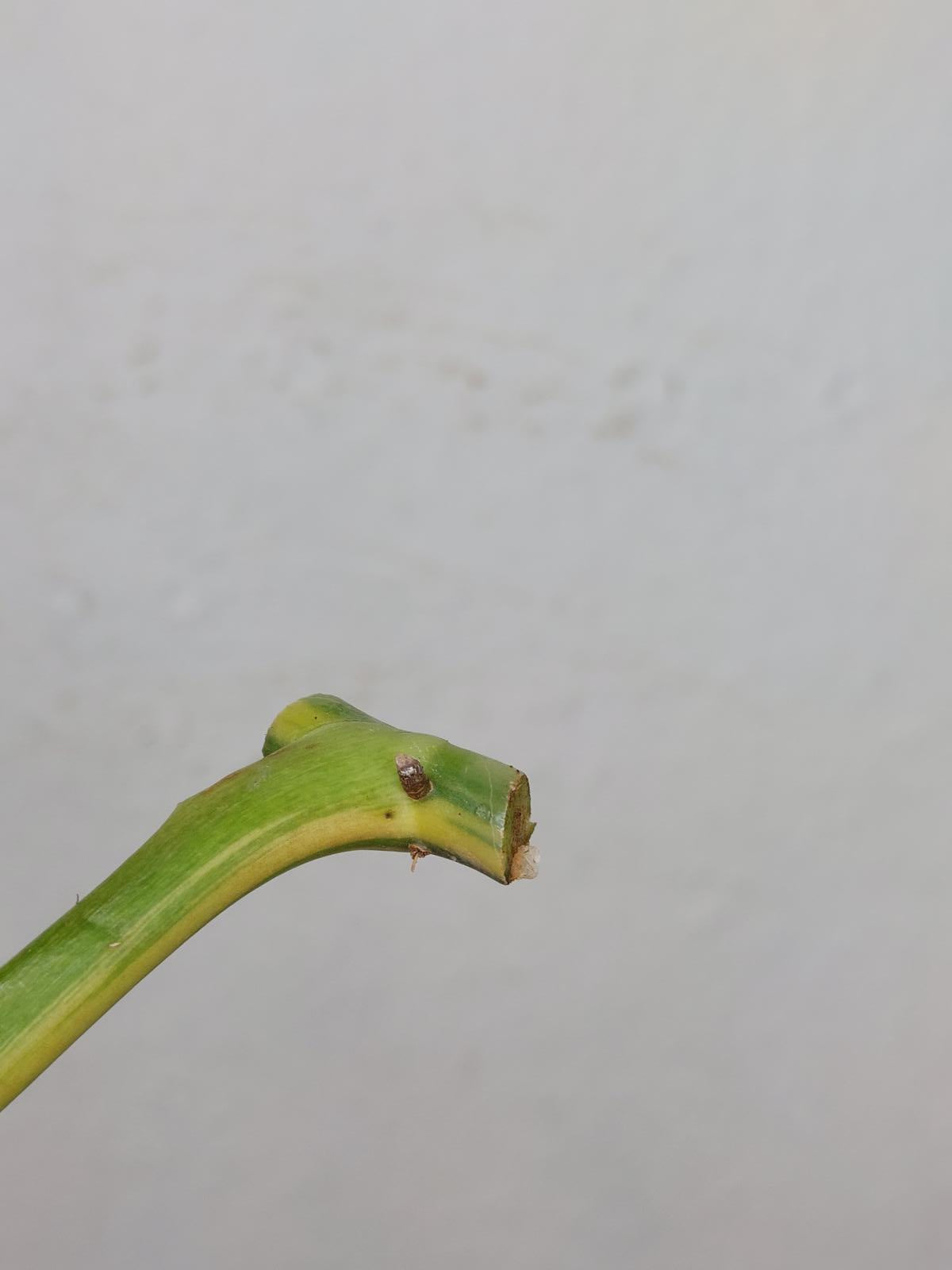 Philodendron Domesticum Variegata Steckling