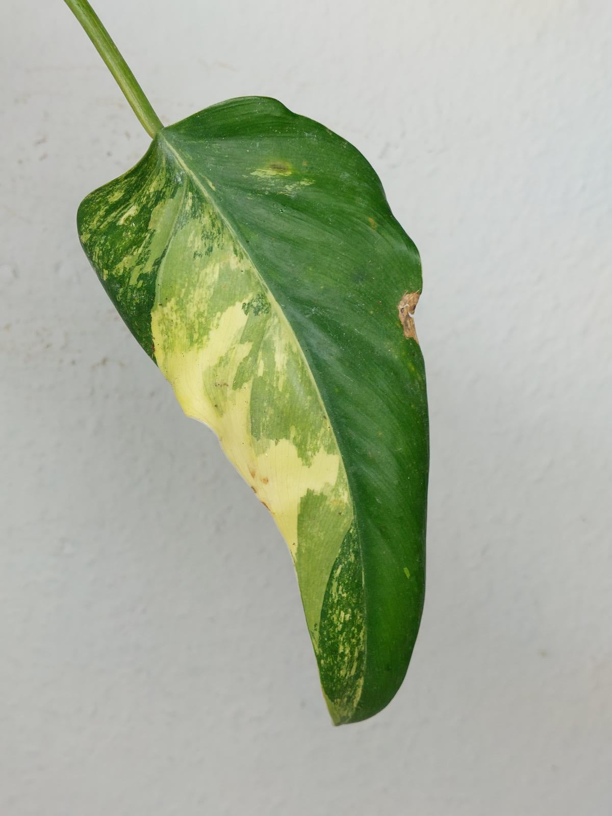 Philodendron Domesticum Variegata Steckling