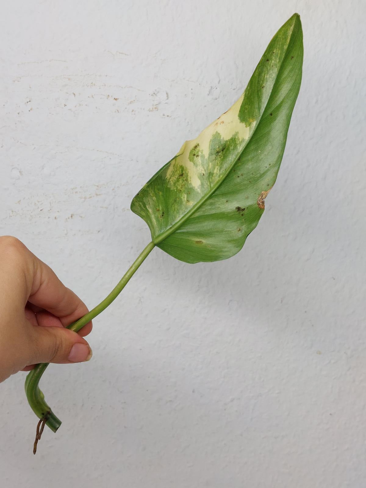 Philodendron Domesticum Variegata Steckling