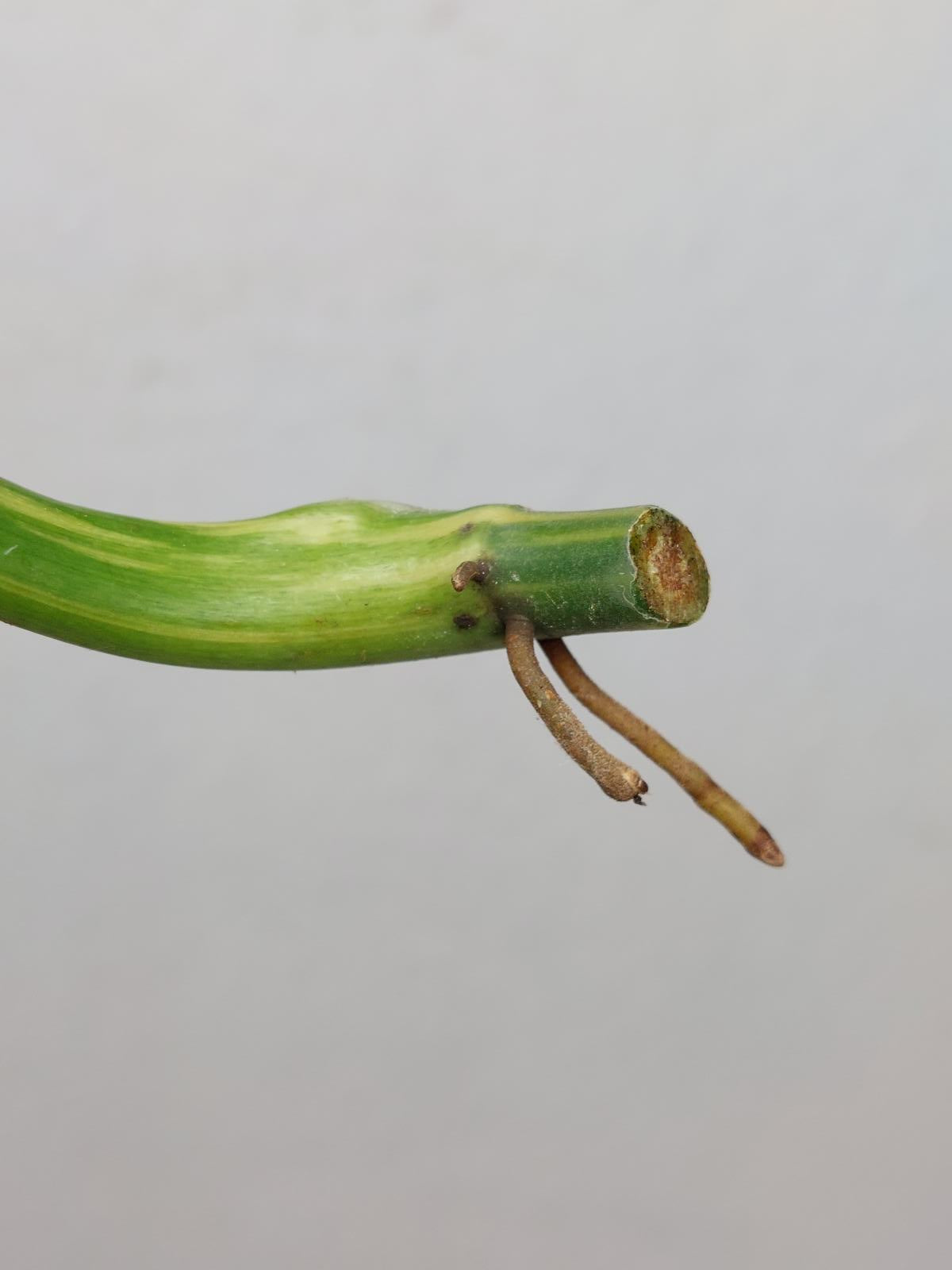 Philodendron Domesticum Variegata Steckling