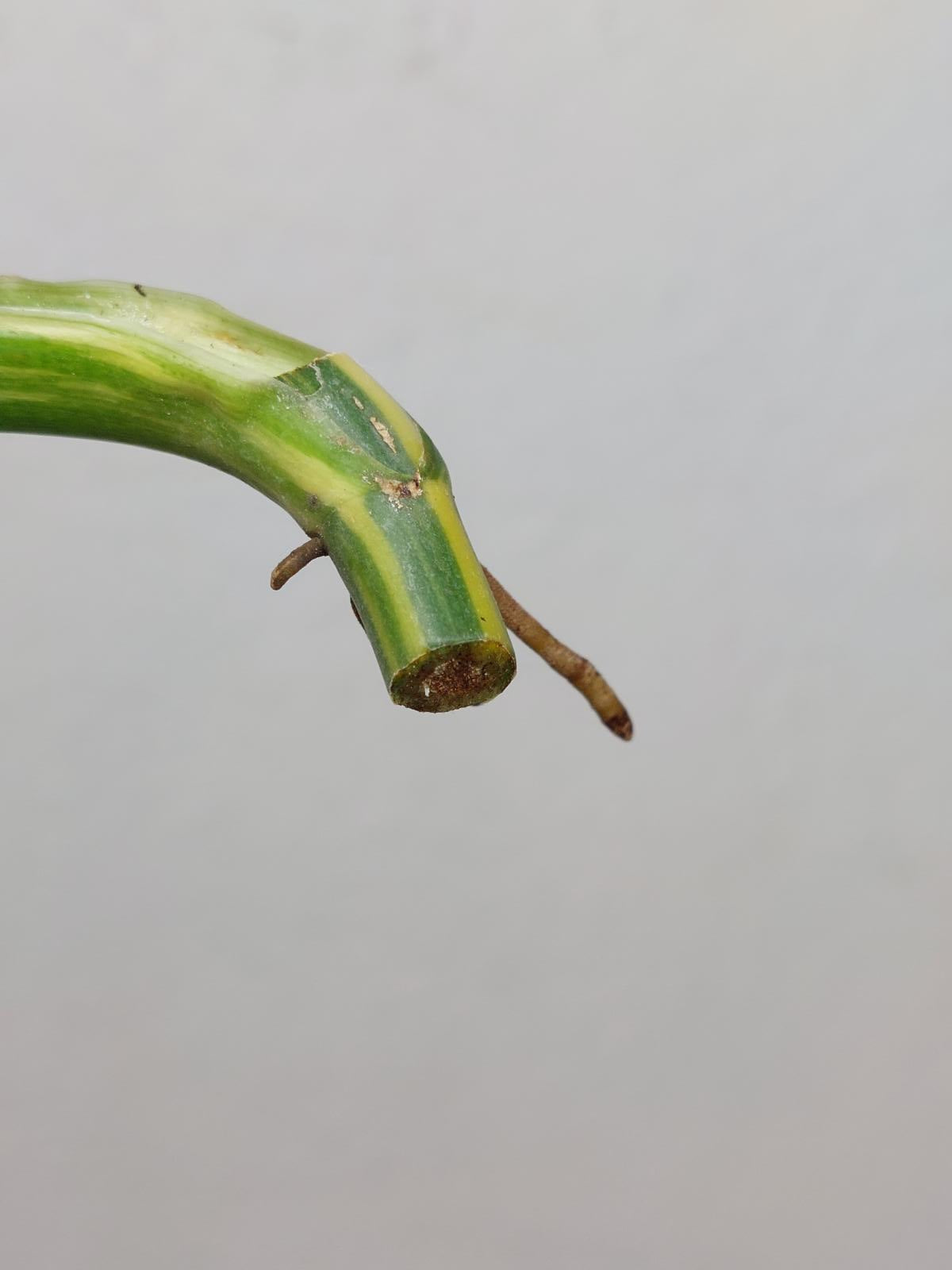 Philodendron Domesticum Variegata Steckling