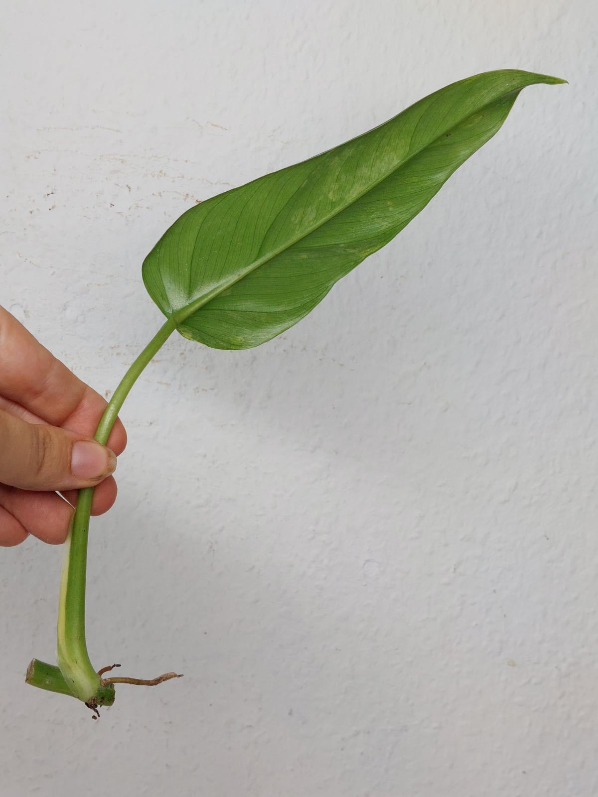 Philodendron Domesticum Variegata Steckling