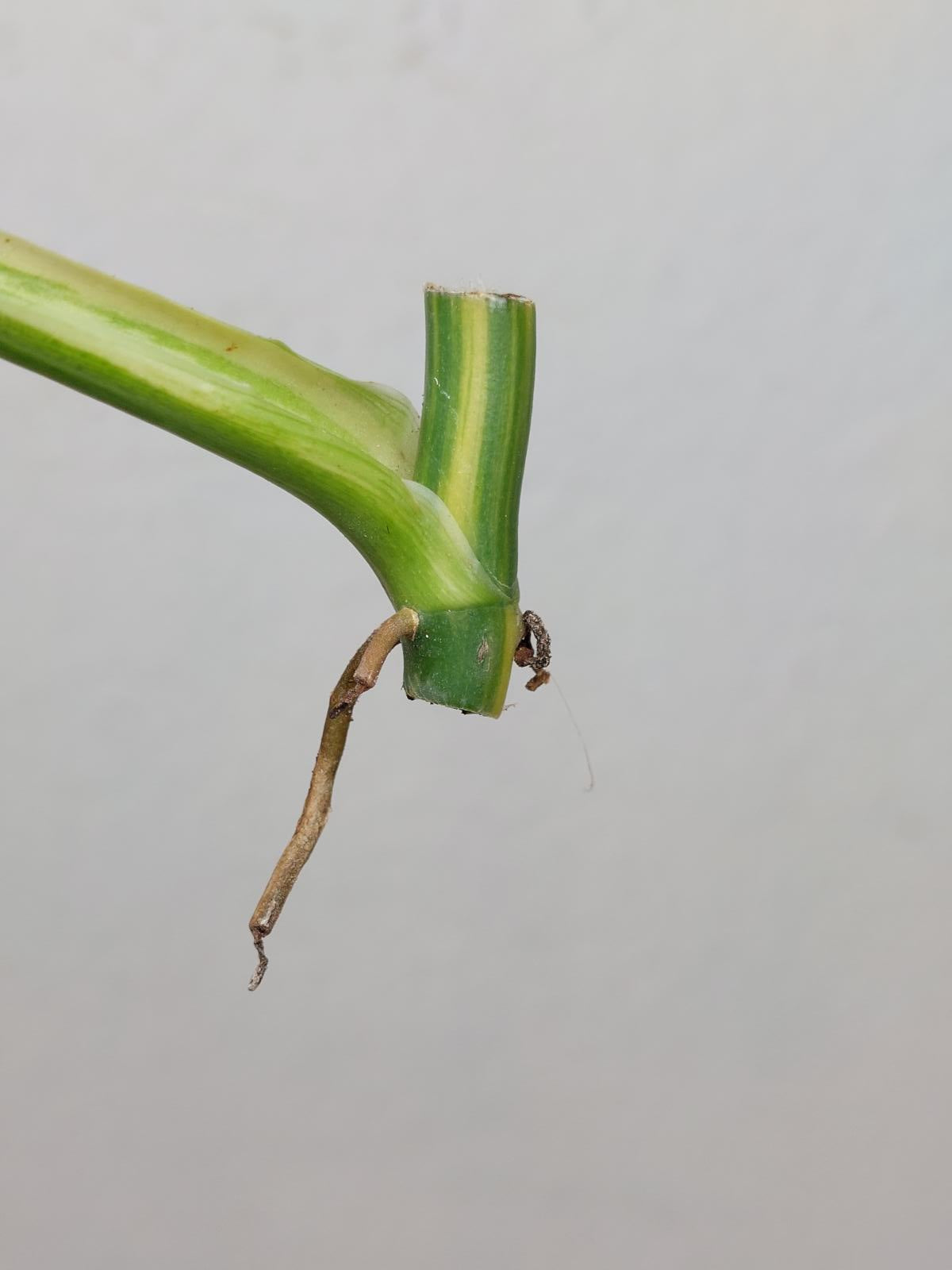 Philodendron Domesticum Variegata Steckling