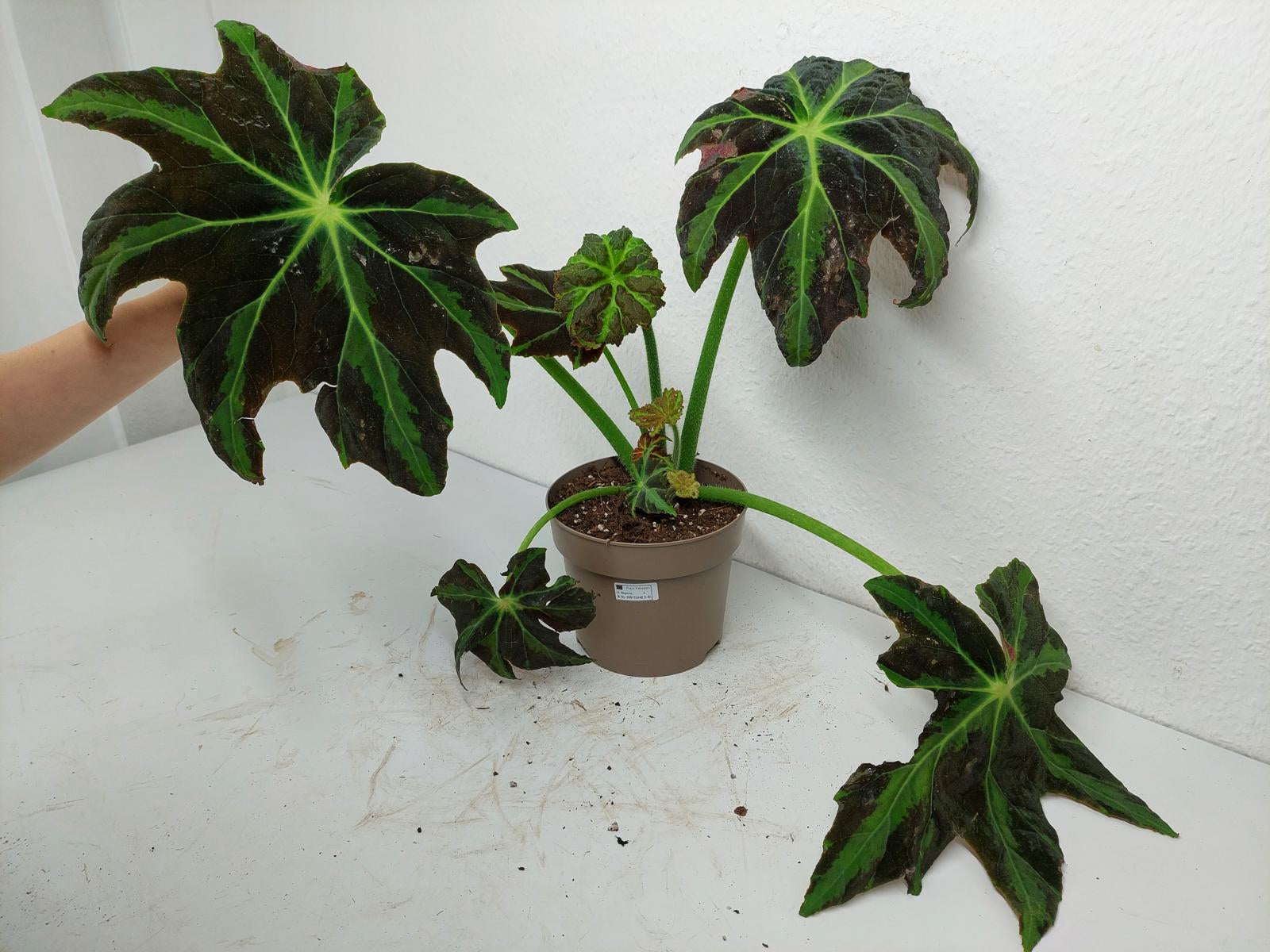 Begonia Heracleifolia Draco