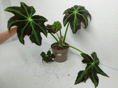 Begonia Heracleifolia Draco