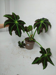 Begonia Heracleifolia Draco