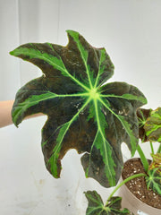 Begonia Heracleifolia Draco