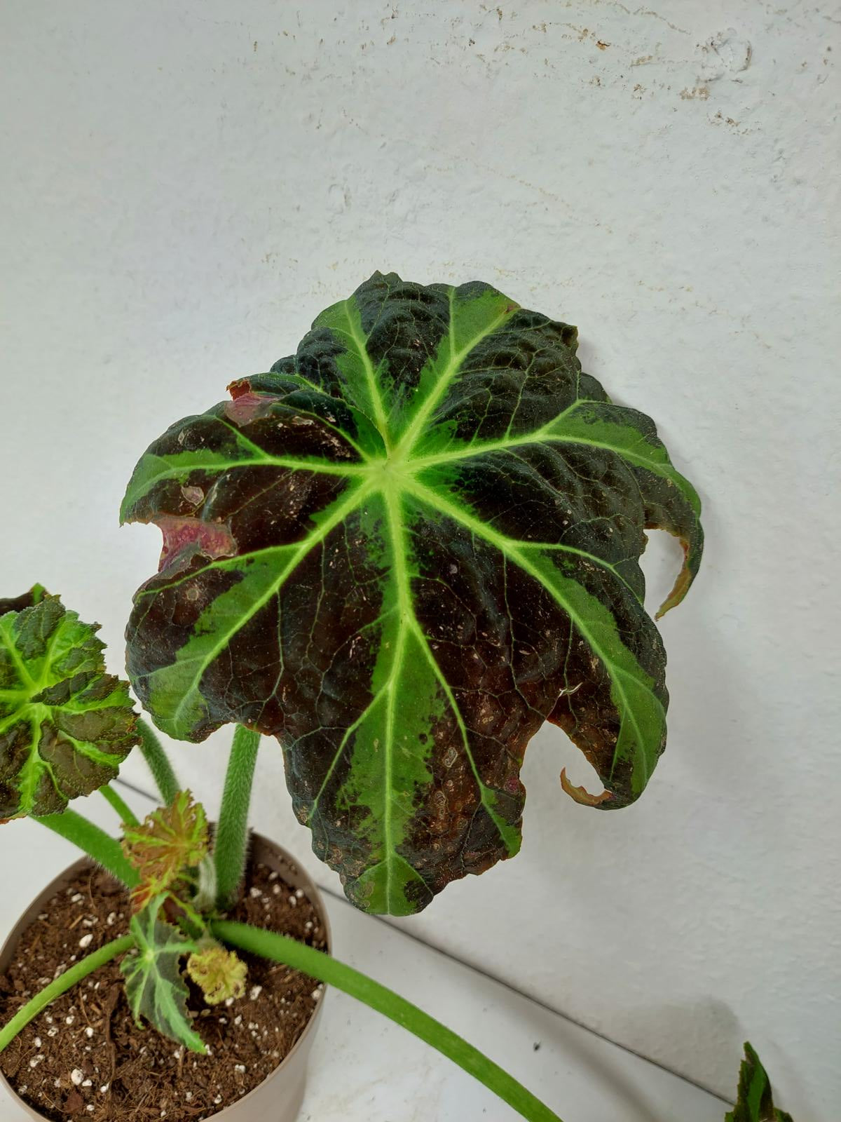 Begonia Heracleifolia Draco