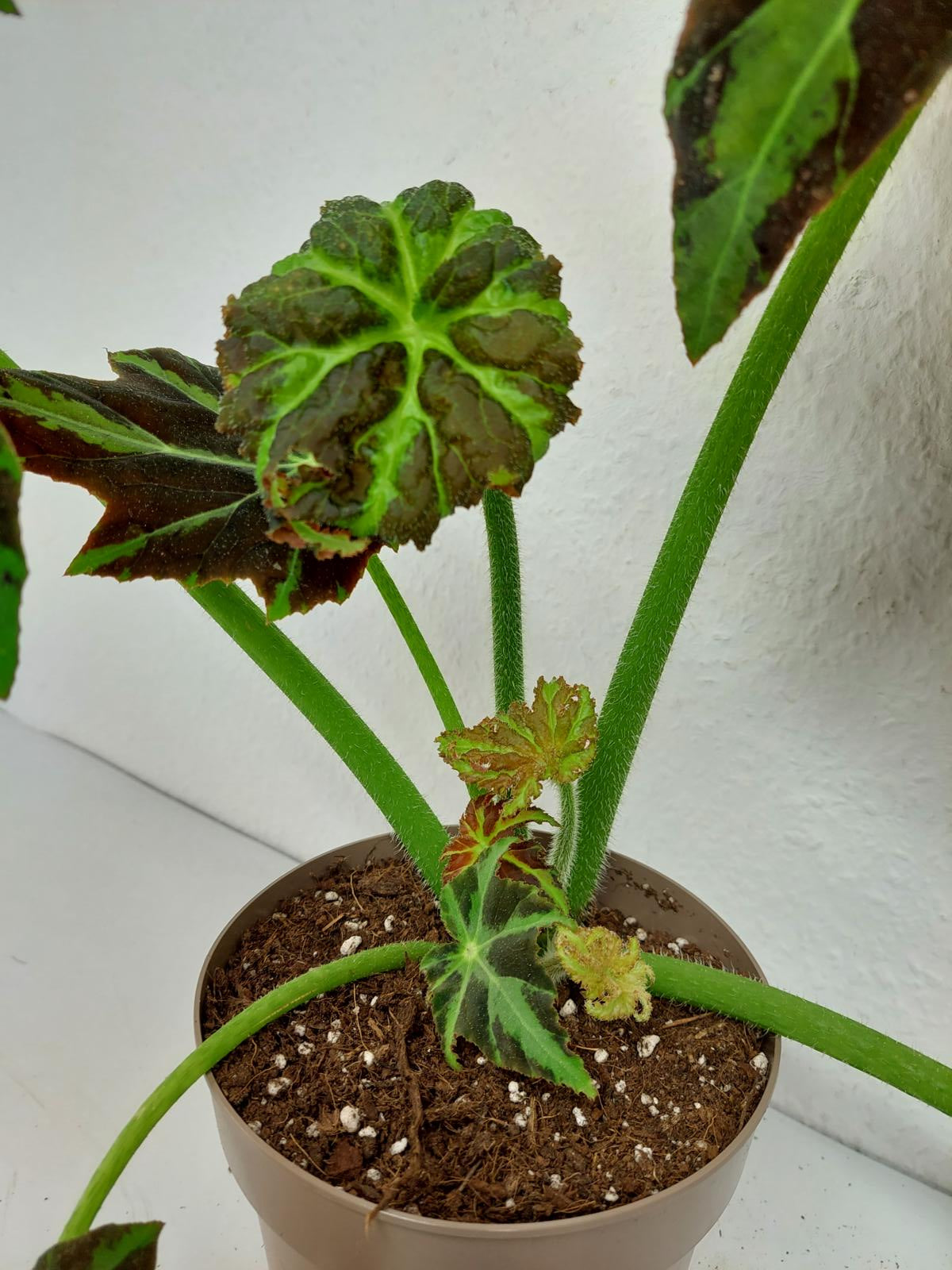 Begonia Heracleifolia Draco