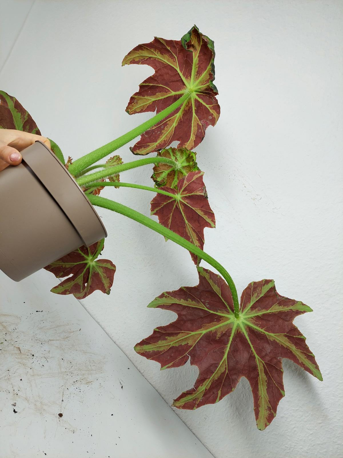 Begonia Heracleifolia Draco