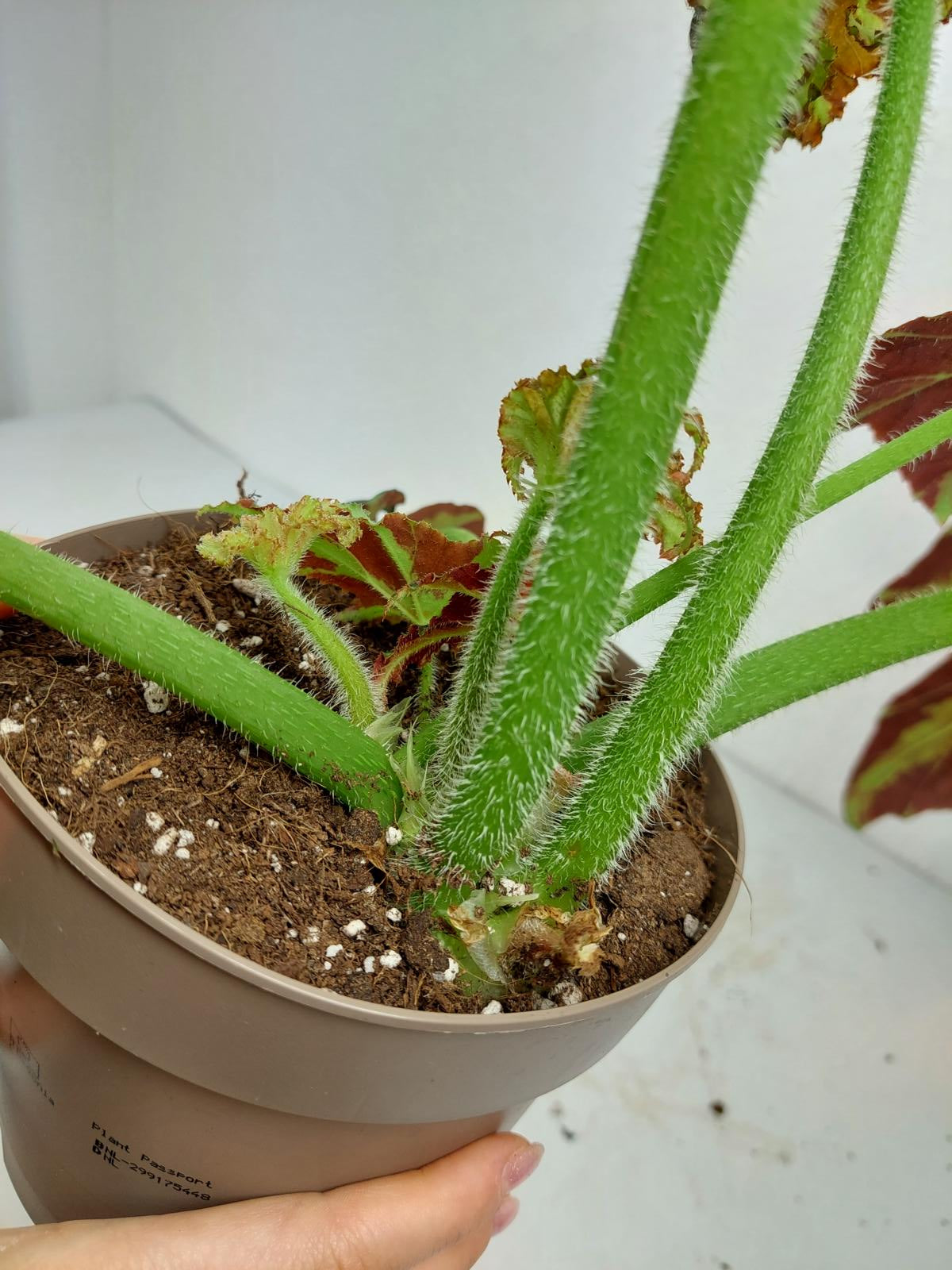 Begonia Heracleifolia Draco