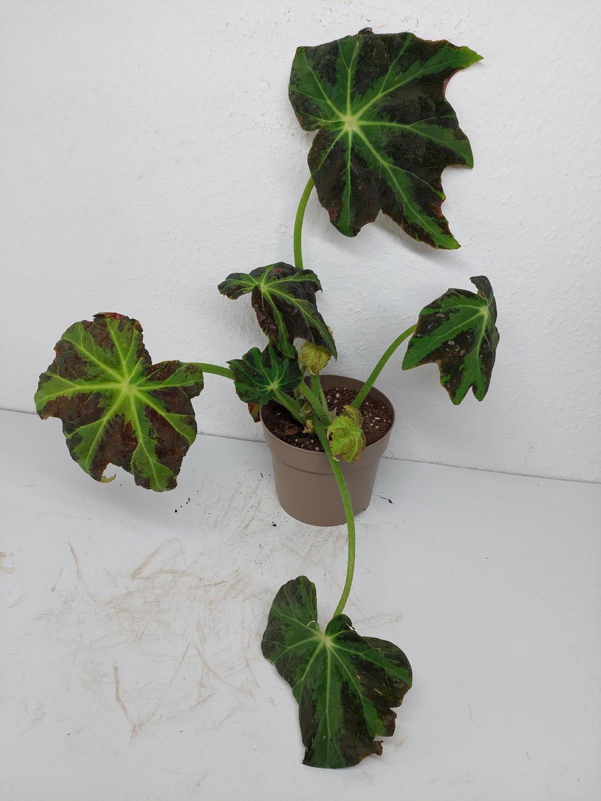 Begonia Heracleifolia Draco