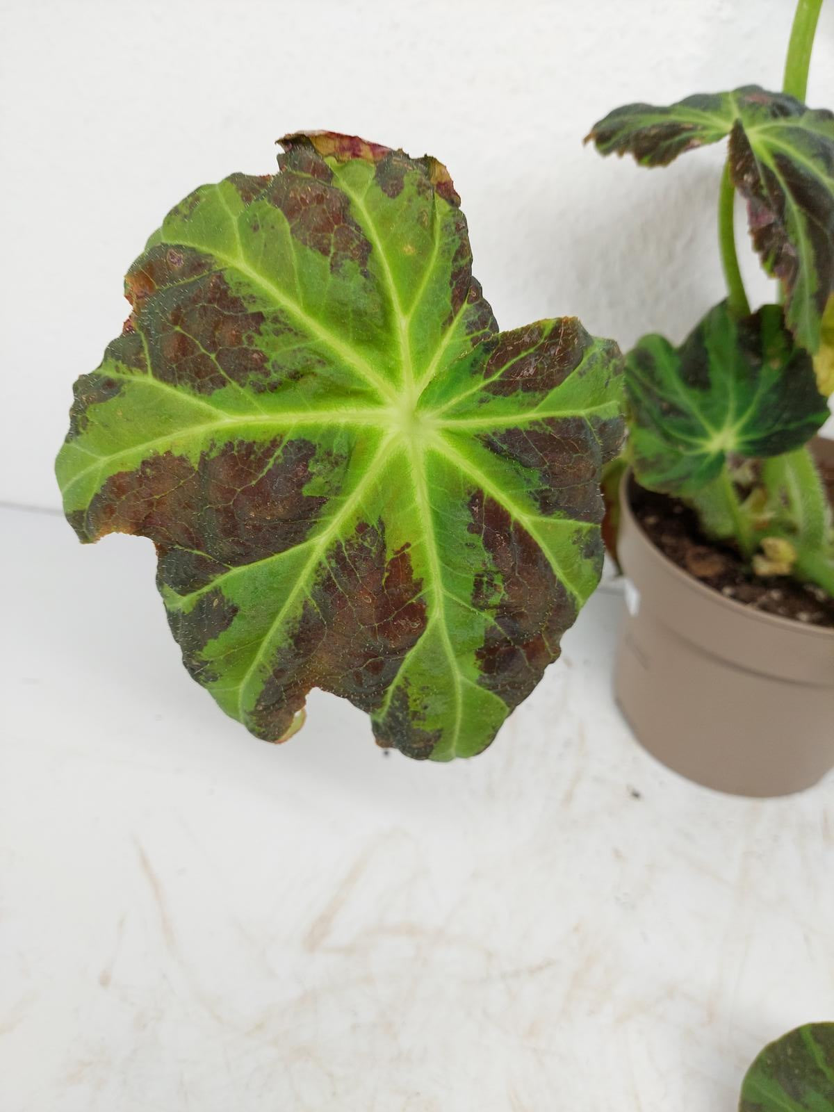 Begonia Heracleifolia Draco