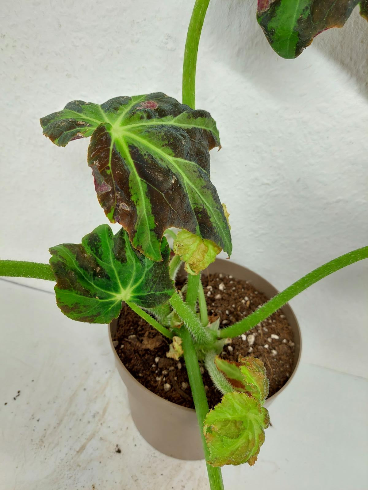 Begonia Heracleifolia Draco