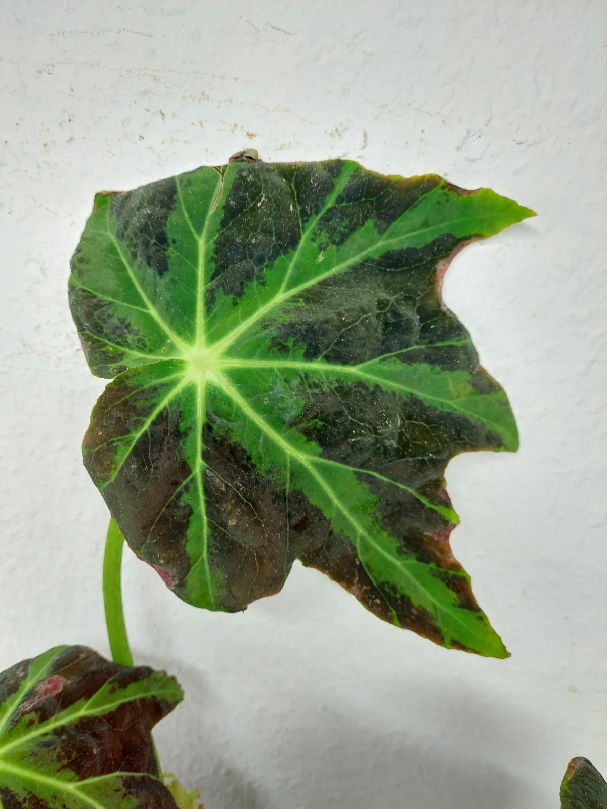 Begonia Heracleifolia Draco