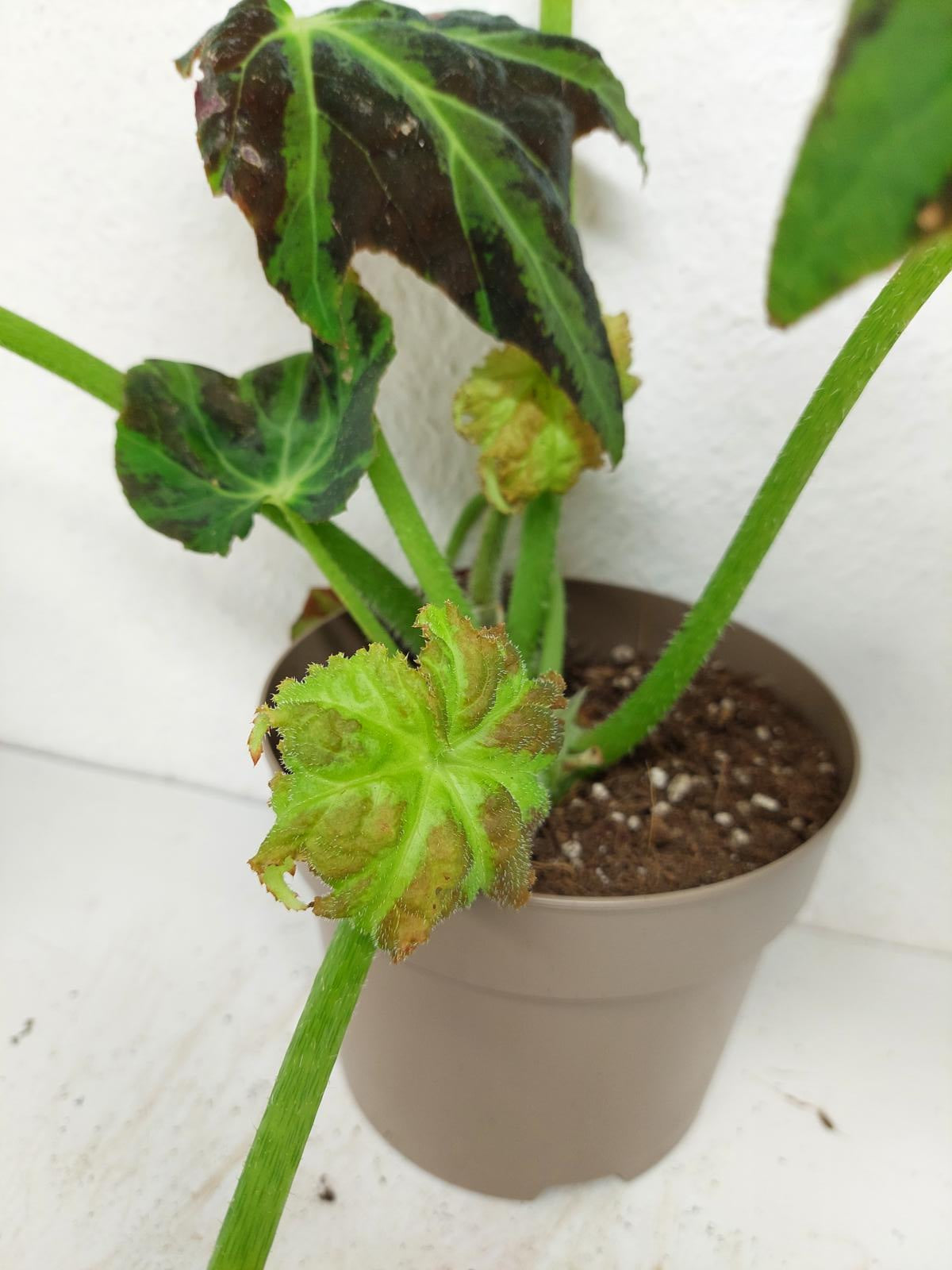 Begonia Heracleifolia Draco