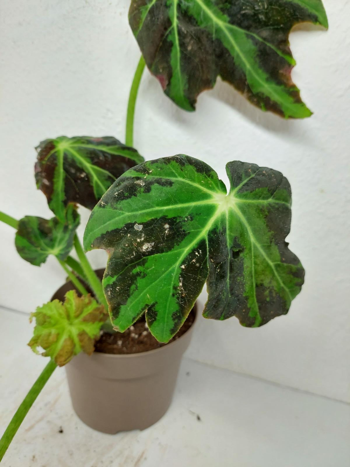 Begonia Heracleifolia Draco