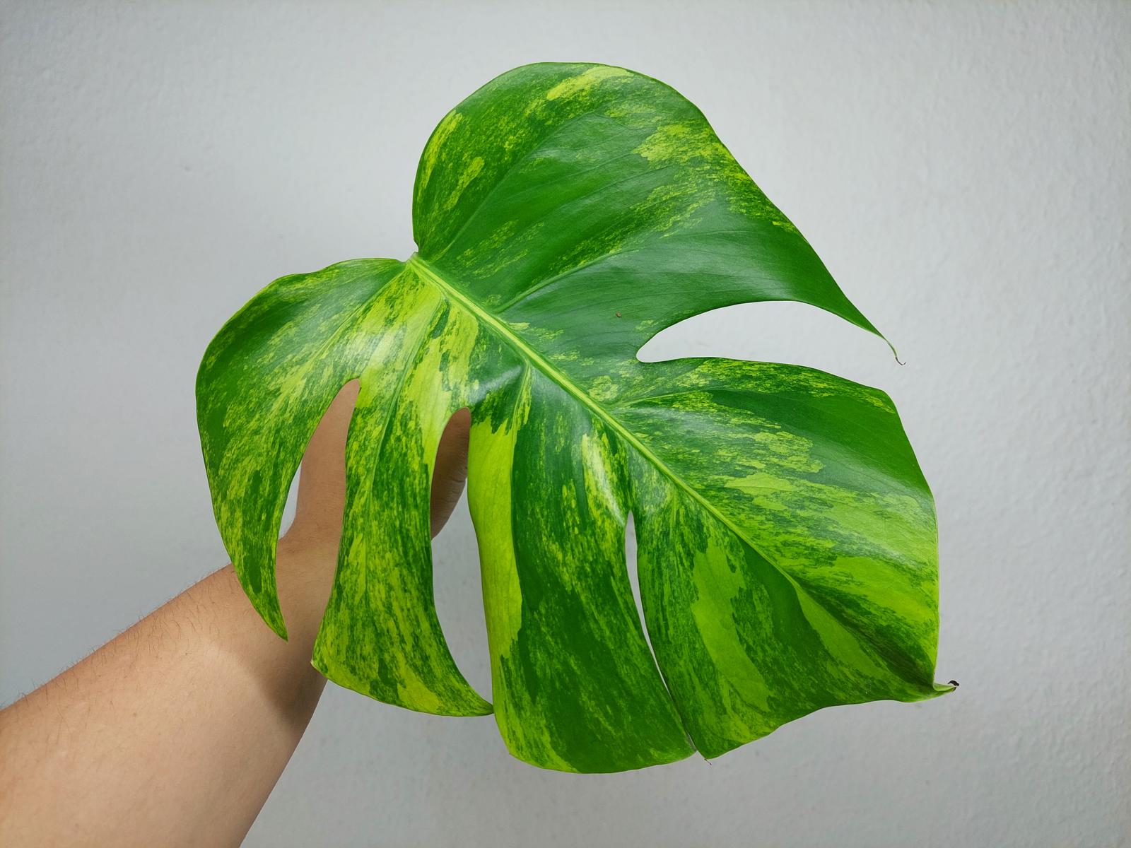 Monstera Aurea Steckling
