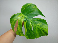 Monstera Aurea Steckling
