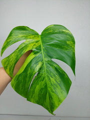 Monstera Aurea Steckling