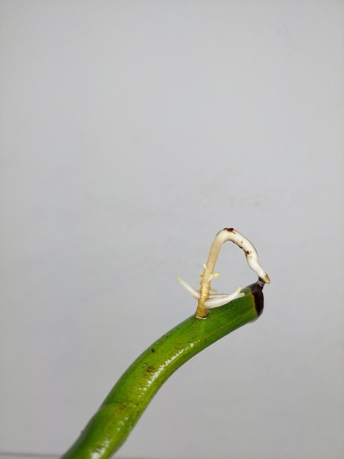 Monstera Aurea Steckling