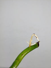Monstera Aurea Steckling