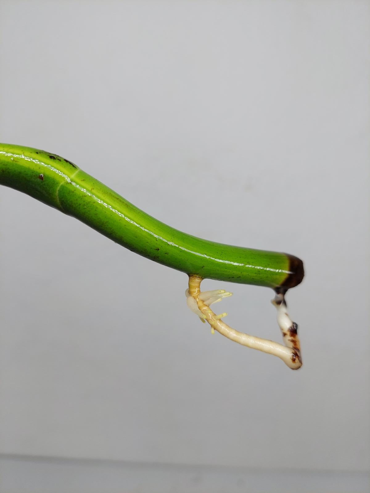 Monstera Aurea Steckling
