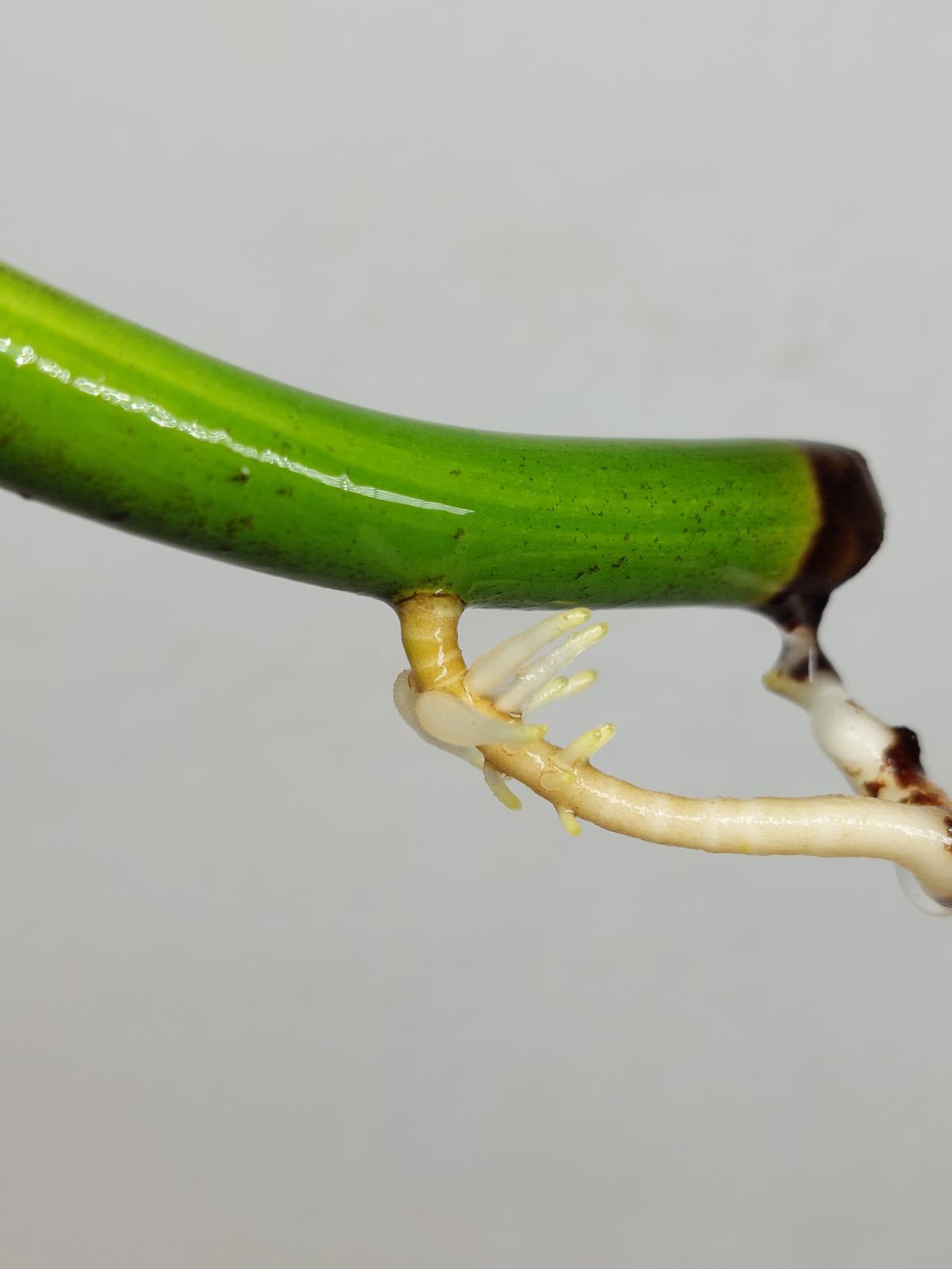 Monstera Aurea Steckling