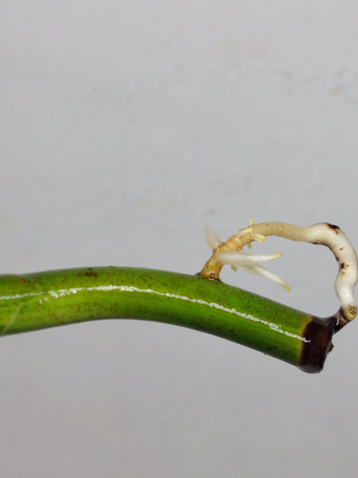 Monstera Aurea Steckling